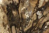 Polished Petrified Wood Slab - Utah #244651-1
